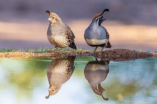 Gambels Quail male and female at water-Pima County-Arizona Figurative Print
